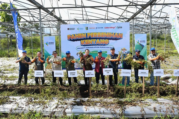 Kentang Sembalun Kurangi Ketergantungan Impor
