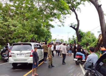 Jalur Pelabuhan Khayangan Lumpuh, Gara Pohon Besar Tumbang