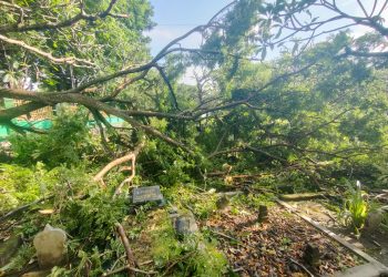 Belasan kuburan di TPU Selong Tertimpa Pohon