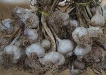 Puluhan Kelompok Tani Mengundurkan Diri Dari Program Bawang Putih Kementan RI