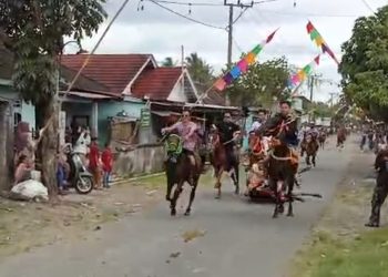 Viral Tragedi Penunggang Kuda Saling Bertabrakan Tradisi Tiyu di Lotim