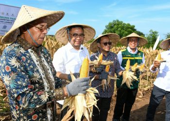 Panen Raya Jagung, Baznas RI Dorong Transformasi Pangan Nasional dari Lotim
