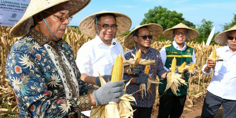 Panen Raya Jagung, Baznas RI Dorong Transformasi Pangan Nasional dari Lotim