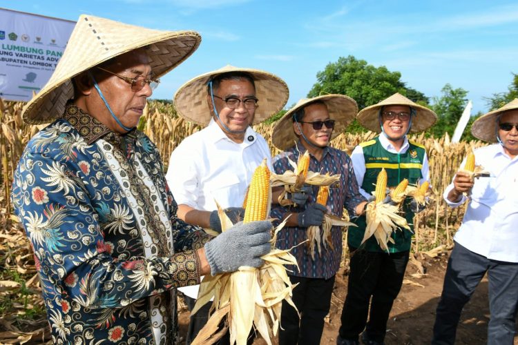 Panen Raya Jagung, Baznas RI Dorong Transformasi Pangan Nasional dari Lotim