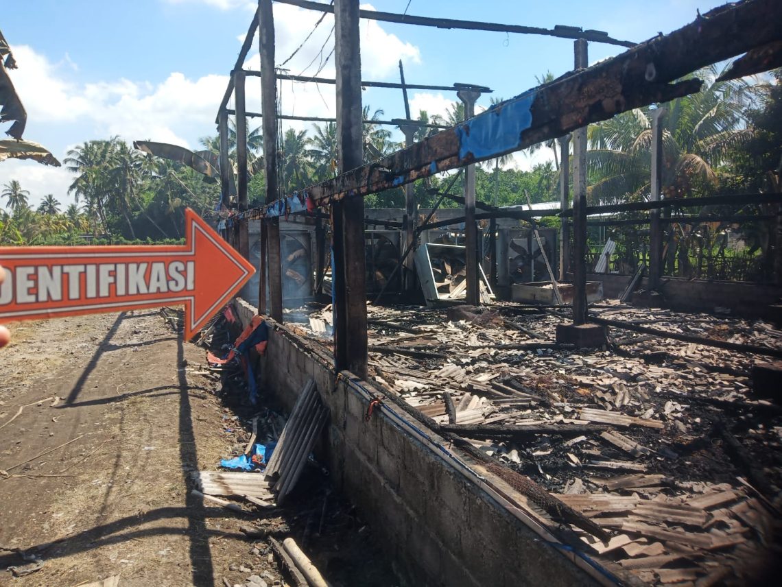 Kandang Ayam di Lotim Ludes Terbakar, Kerugian Capai Ratusan Juta