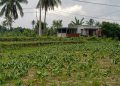 Cuaca Tak Menentu, Petani Tembakau Suela Terancam Gagal Panen