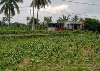 Cuaca Tak Menentu, Petani Tembakau Suela Terancam Gagal Panen