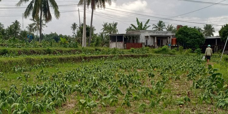 Cuaca Tak Menentu, Petani Tembakau Suela Terancam Gagal Panen