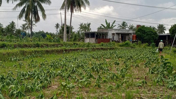 Cuaca Tak Menentu, Petani Tembakau Suela Terancam Gagal Panen
