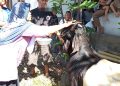 Tradisi Unik Idul Adha di Ketangga: Hewan Kurban Dihias