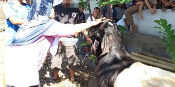Tradisi Unik Idul Adha di Ketangga: Hewan Kurban Dihias