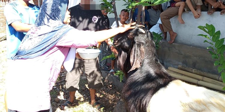 Tradisi Unik Idul Adha di Ketangga: Hewan Kurban Dihias
