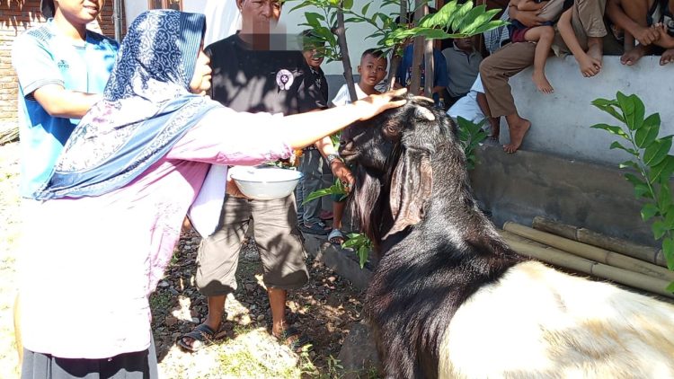 Tradisi Unik Idul Adha di Ketangga: Hewan Kurban Dihias