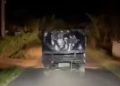 Maling Sapi di Lotim Gunakan Mobil Pick Up Kepergok Warga, Tapi Hilang Jejak