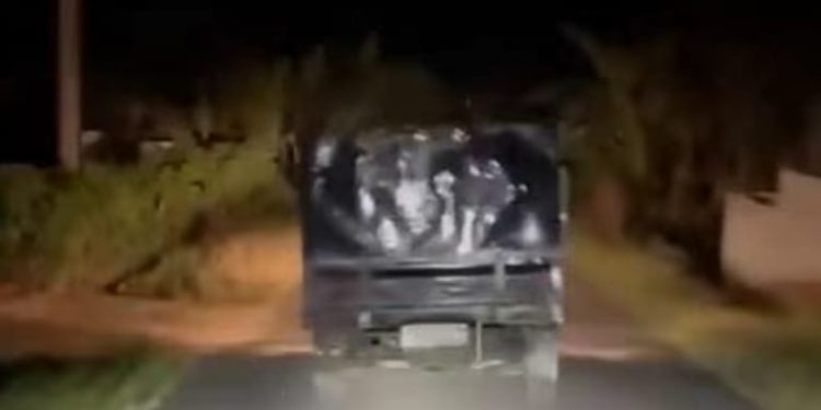 Maling Sapi di Lotim Gunakan Mobil Pick Up Kepergok Warga, Tapi Hilang Jejak