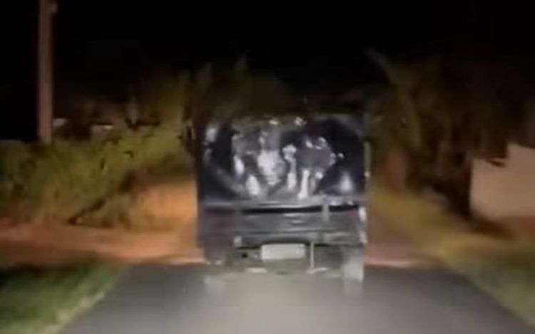 Maling Sapi di Lotim Gunakan Mobil Pick Up Kepergok Warga, Tapi Hilang Jejak