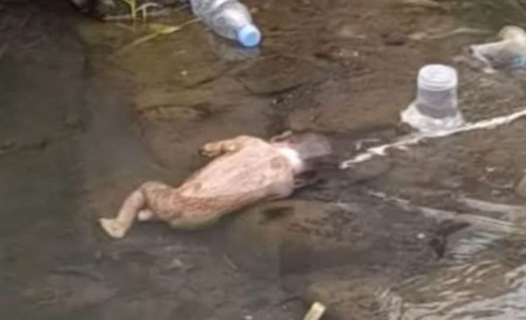 Geger Orok Bayi Dibuang di Sungai Lotim